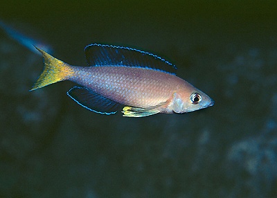Cyprichromis sp. 'leptosoma jumbo' Kekese